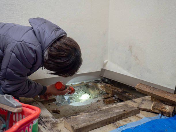 Best Attic Mold Removal  in Barrington, IL