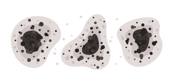 Best Forensic Mold Investigation  in Barrington, IL