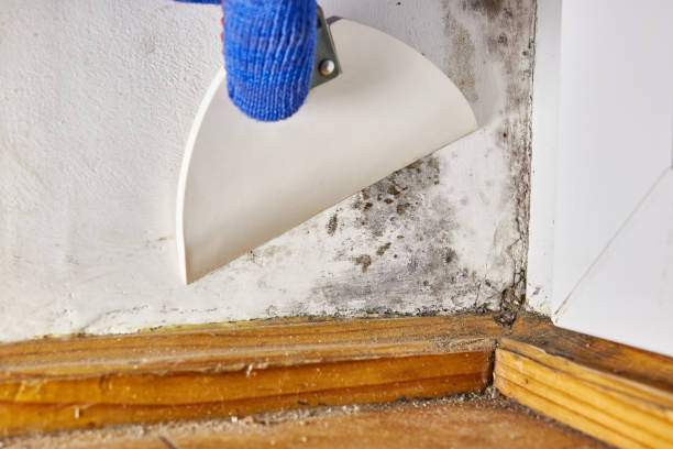 Best HVAC Mold Inspection and Cleaning  in Barrington, IL